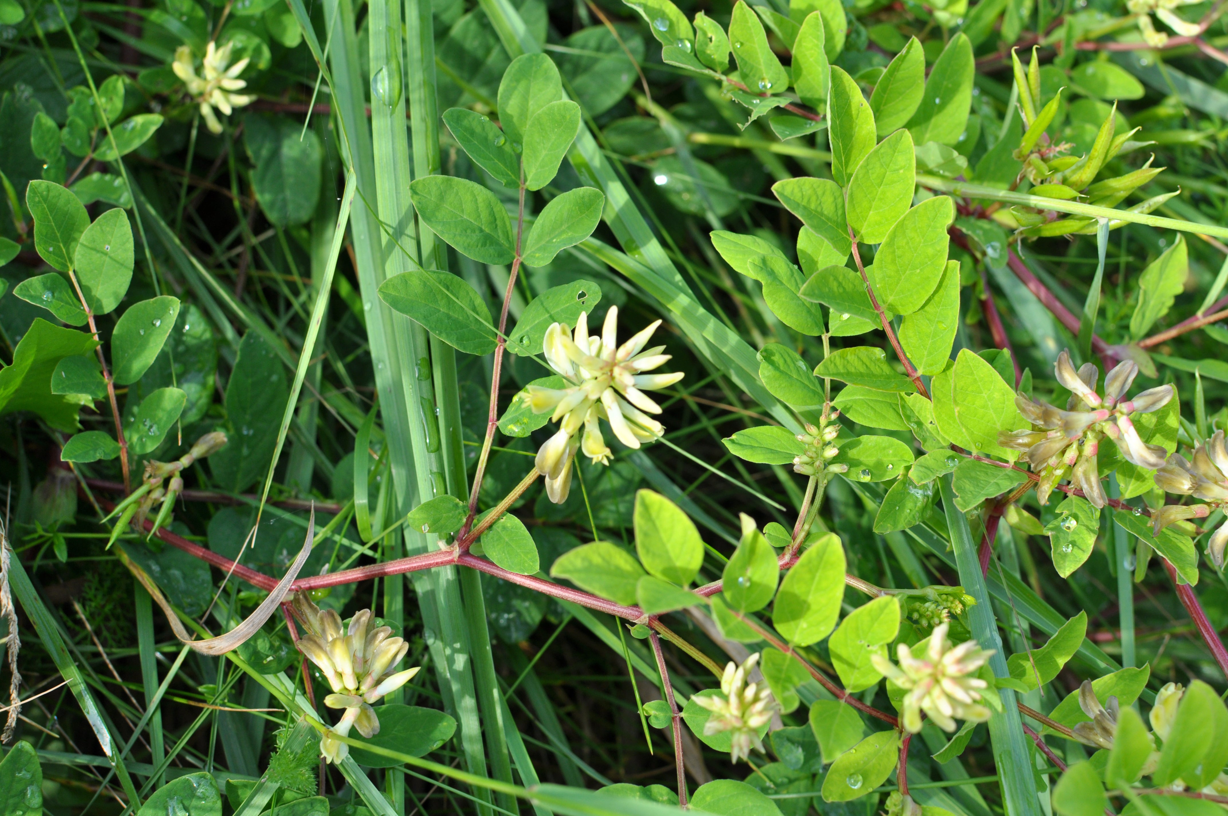 plant with licorice flavoured seeds nyt WILD LICORICE, American – UJAMAA SEEDS