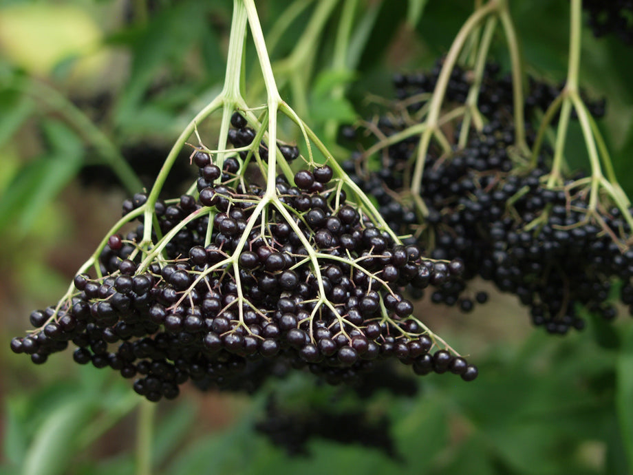 plant elderberry seeds American Elderberry Breeders Mix – UJAMAA SEEDS
