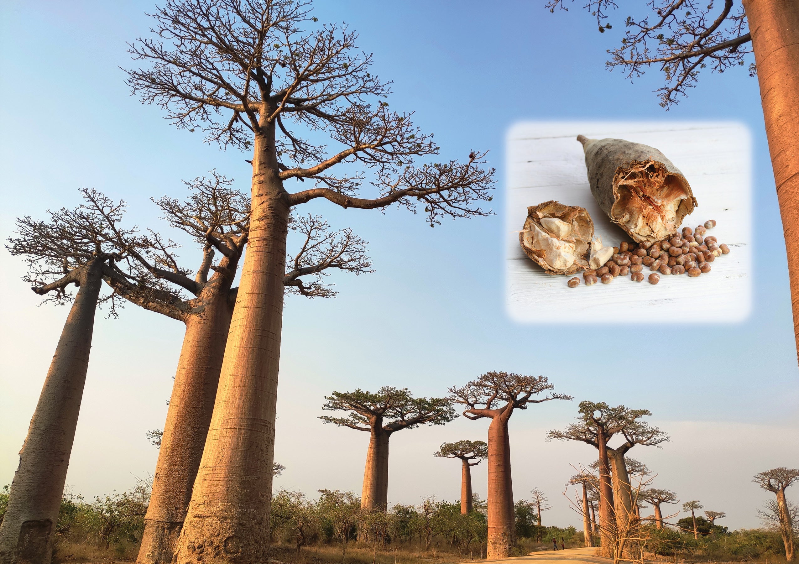 Baobab – UJAMAA SEEDS