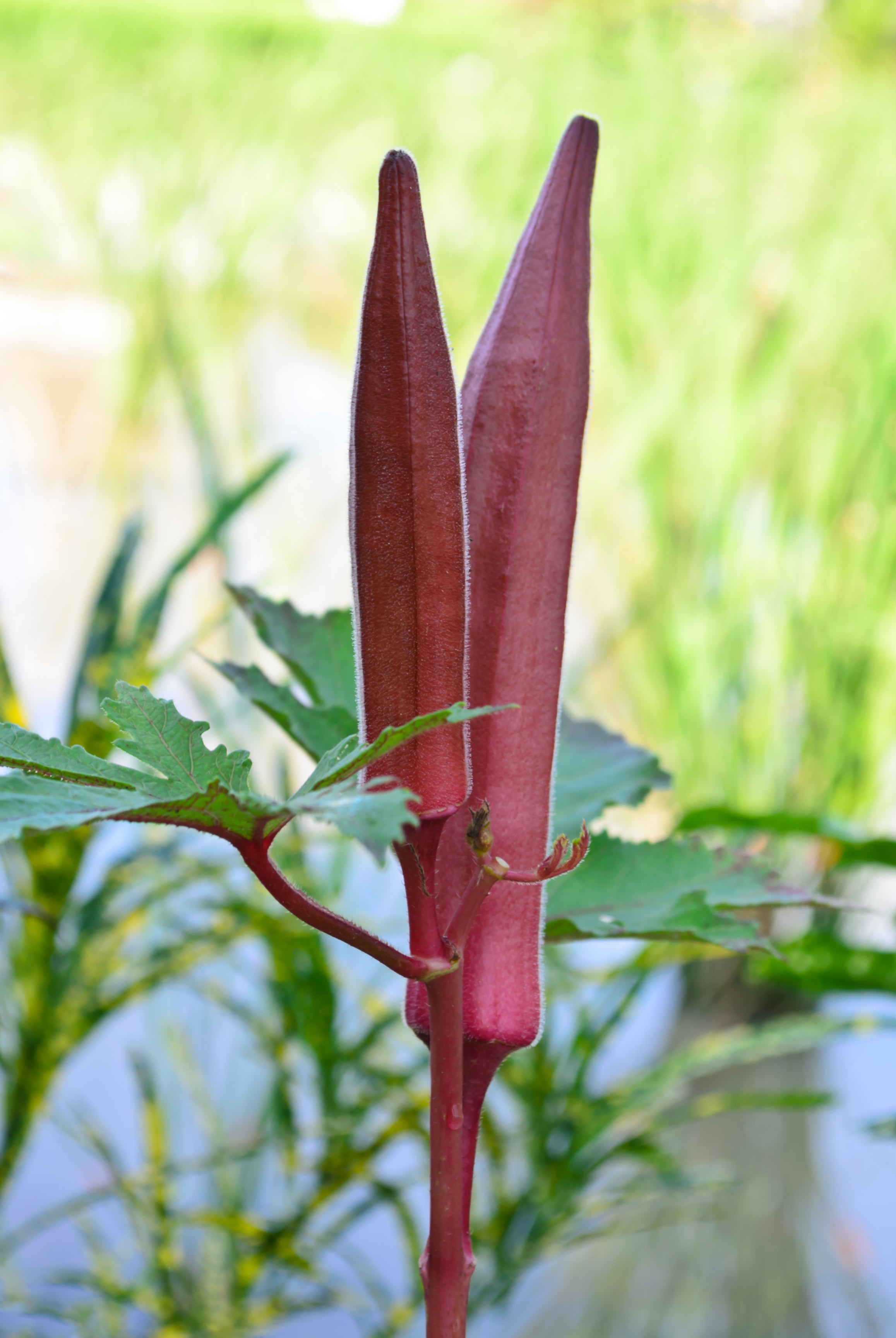 planting red okra seeds Red Burgundy Okra – UJAMAA SEEDS