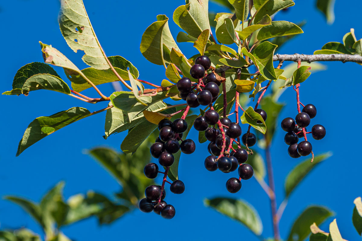 TREE, CHERRY Wild Black UJAMAA SEEDS