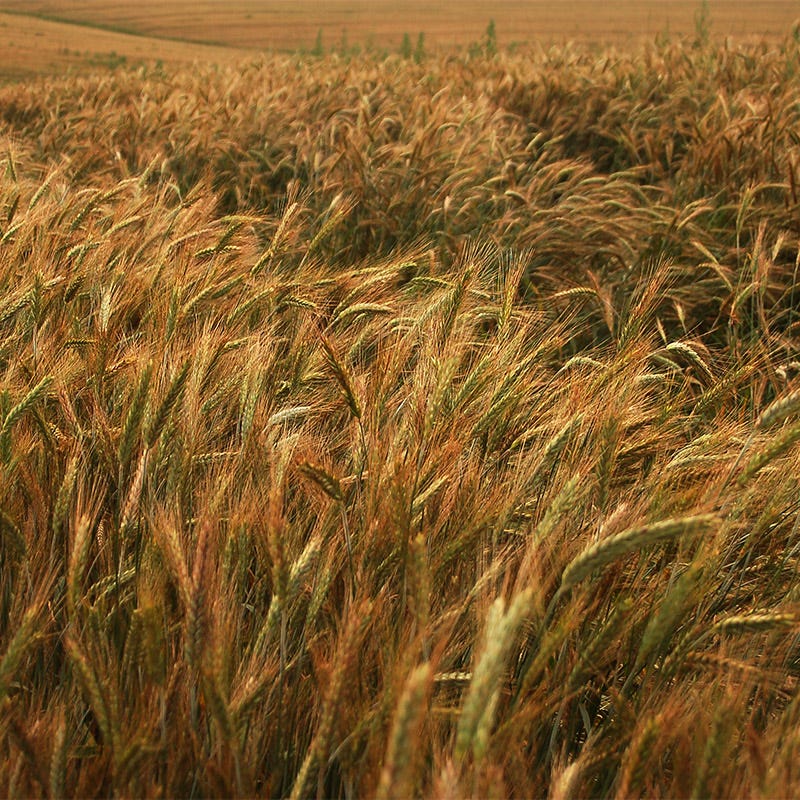 401 Winter Rye Common Winter Rye – UJAMAA SEEDS