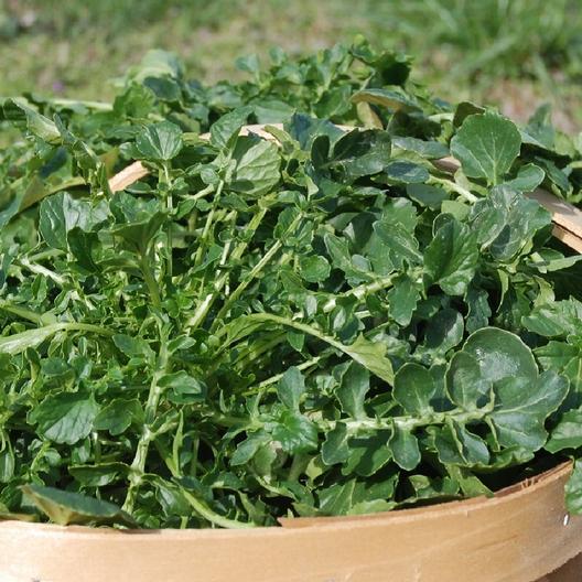 UPLAND CRESS, Creasy Greens – UJAMAA SEEDS