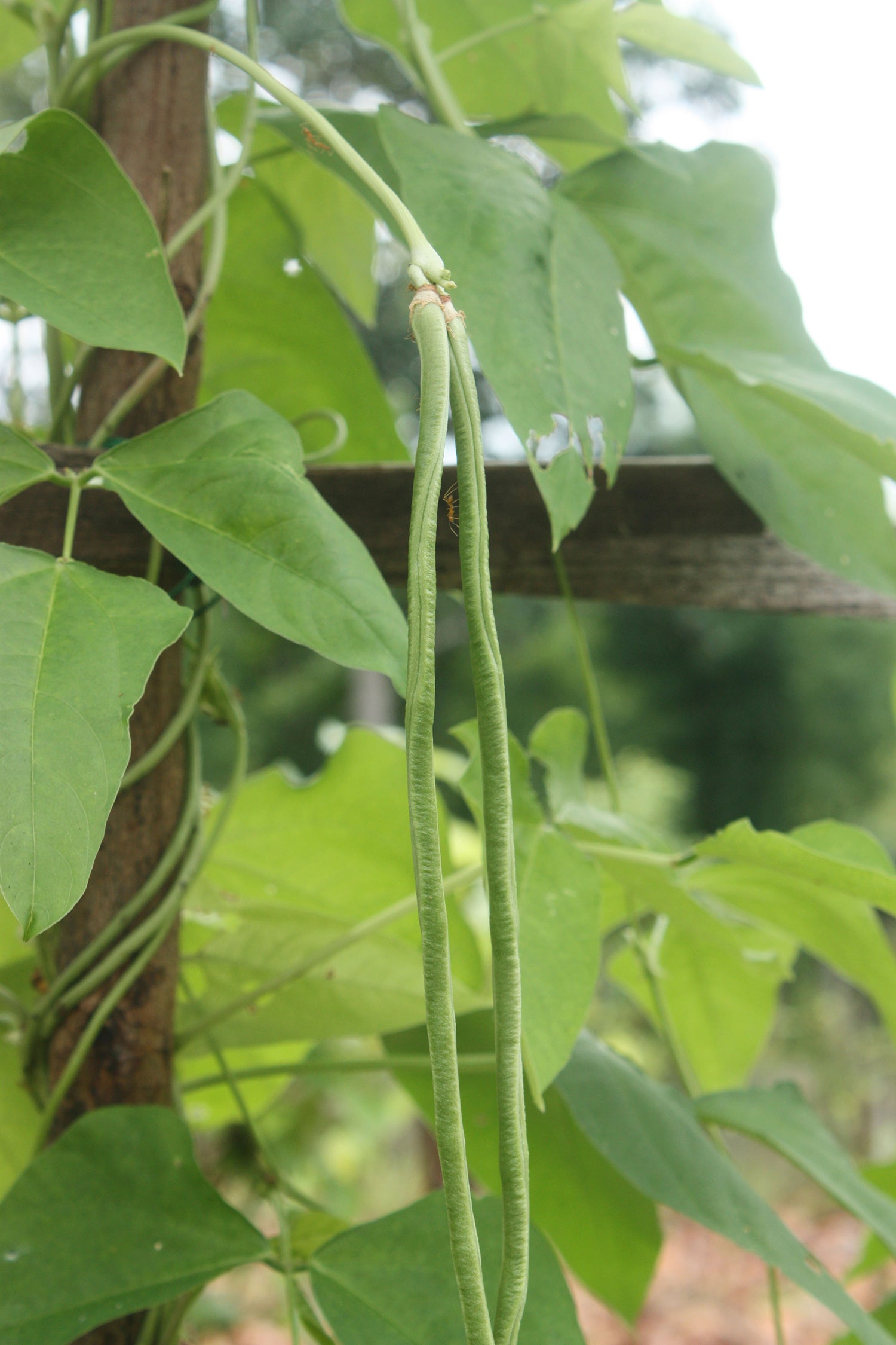 chinese seeds planted You Fong Wong (Chinese) Long Bean – UJAMAA SEEDS