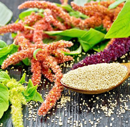 amaranth grain seeds for planting Coral Fountain Amaranth – UJAMAA SEEDS