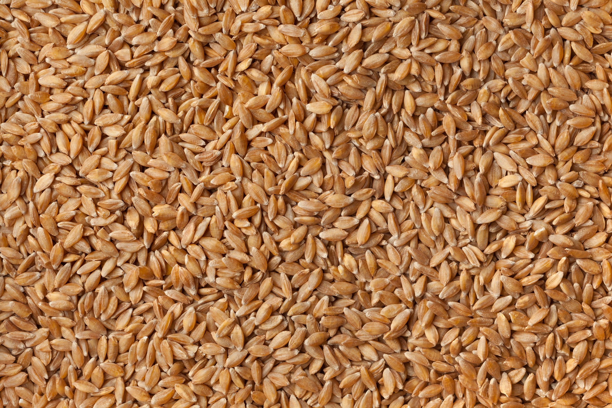 einkorn wheat seeds for planting Einkorn Wheat – UJAMAA SEEDS
