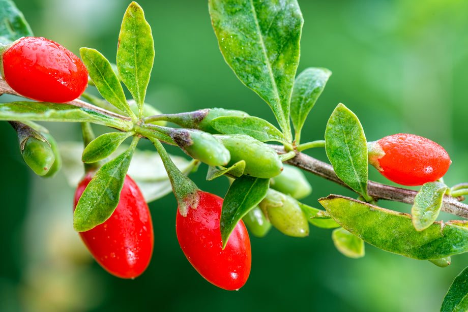 Goji Berry – UJAMAA SEEDS