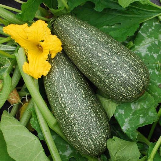 planting zucchini squash seeds Grey Zucchini Squash – UJAMAA SEEDS