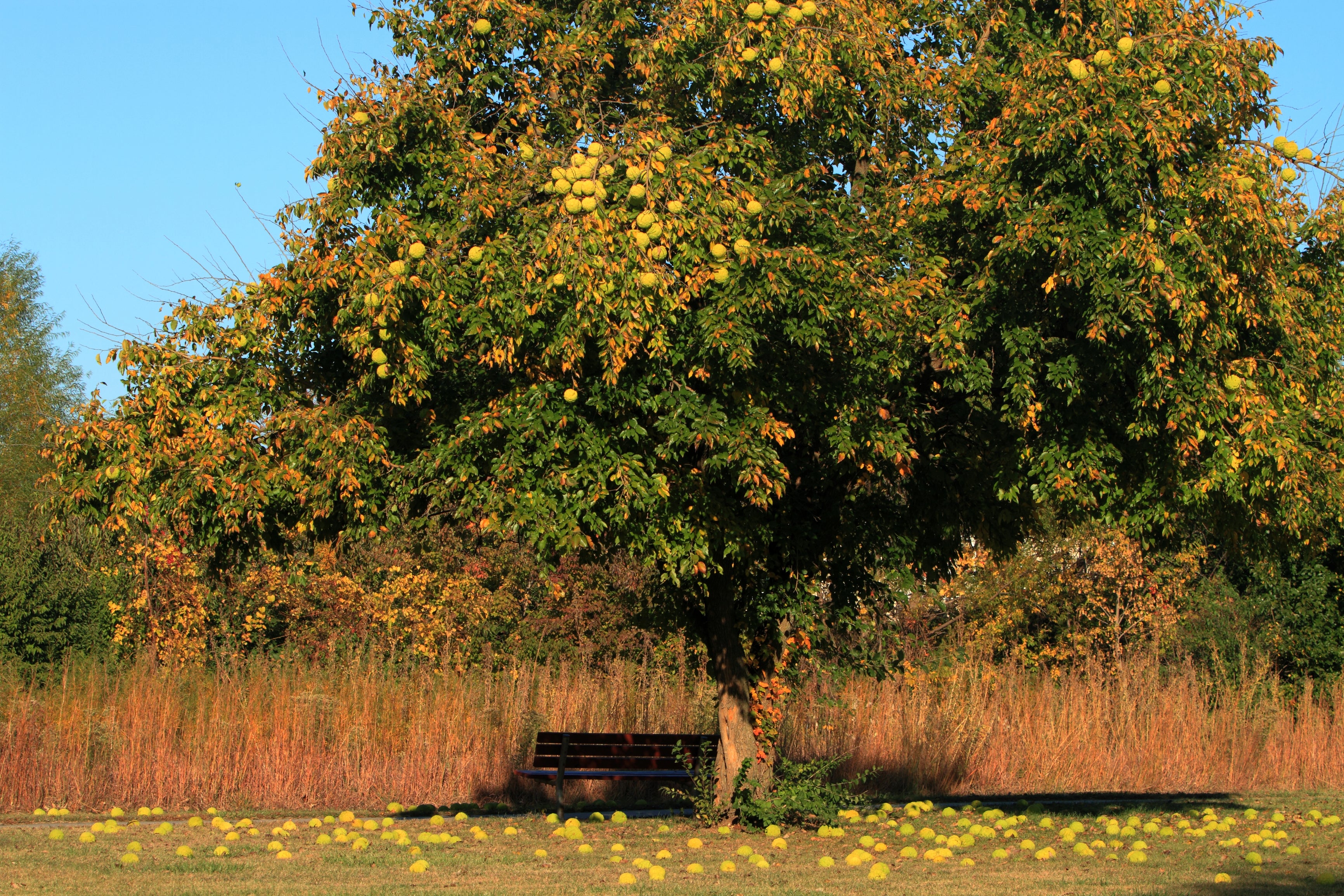 Osage Orange – UJAMAA SEEDS