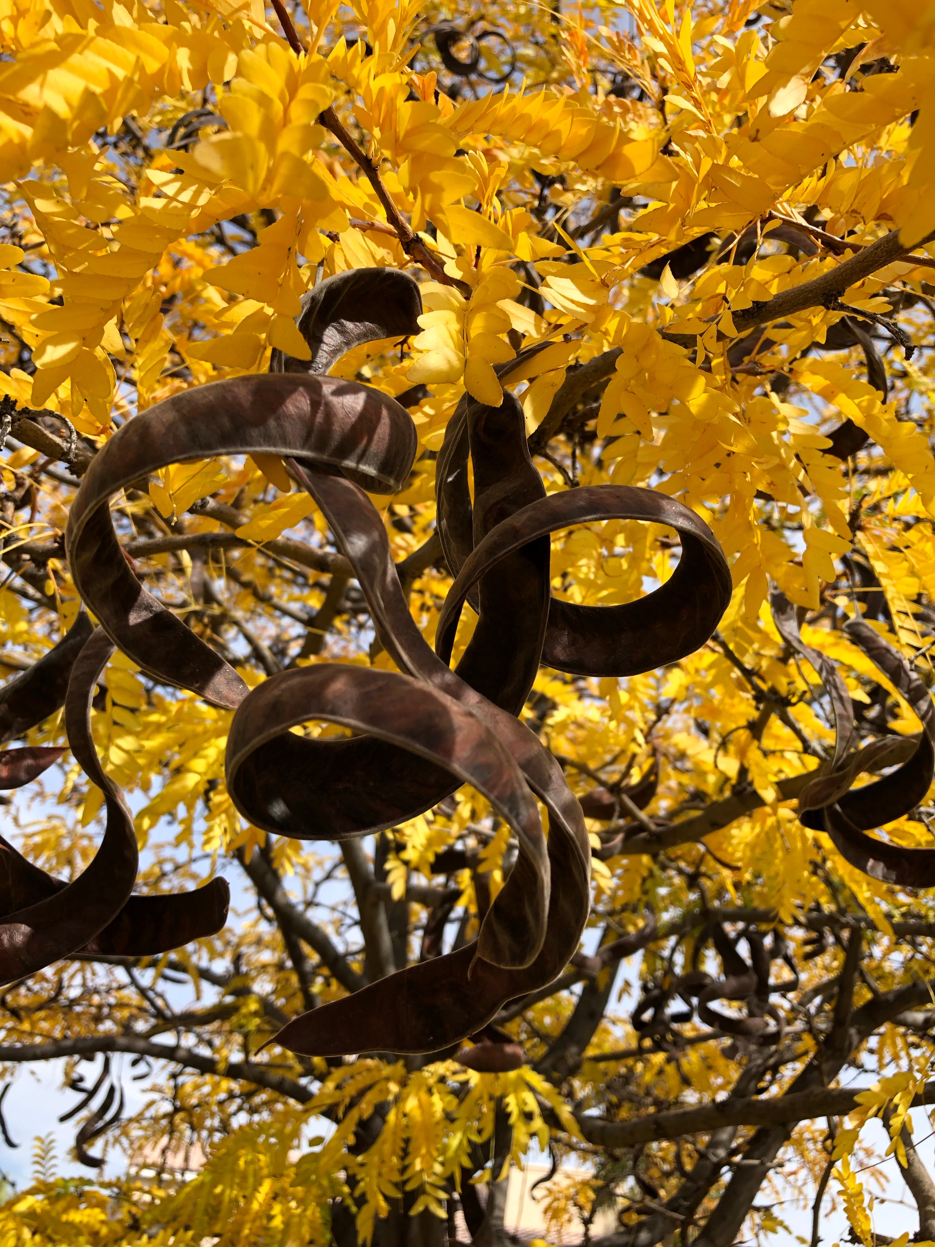 Honey Locust Seed Pods