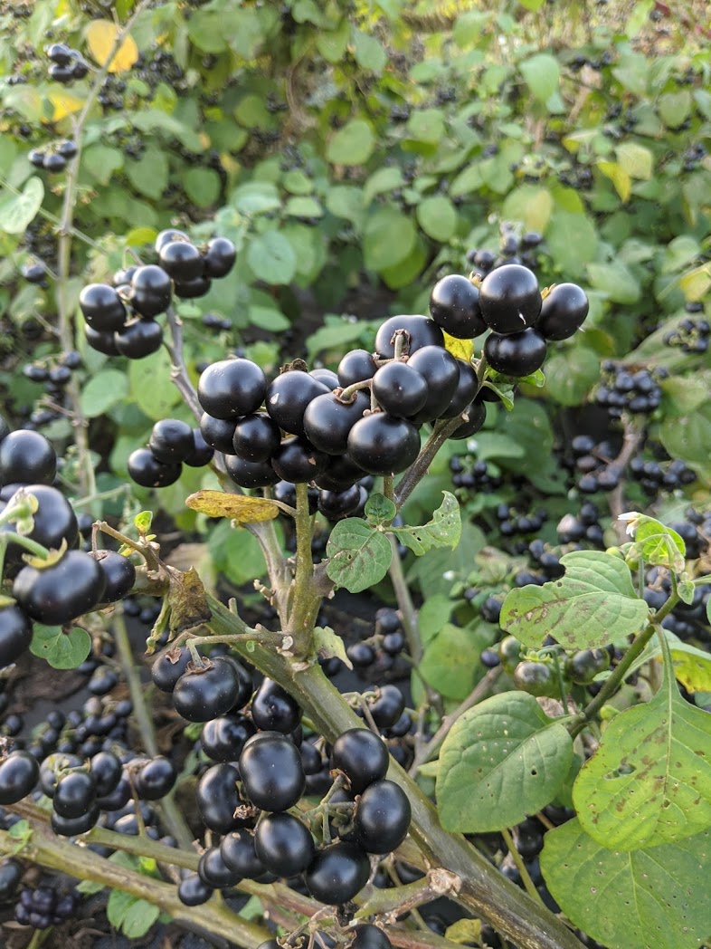 planting huckleberry seeds Njama Njama Landrace Nightshade Greens (Garden Huckleberry) – UJAMAA SEEDS
