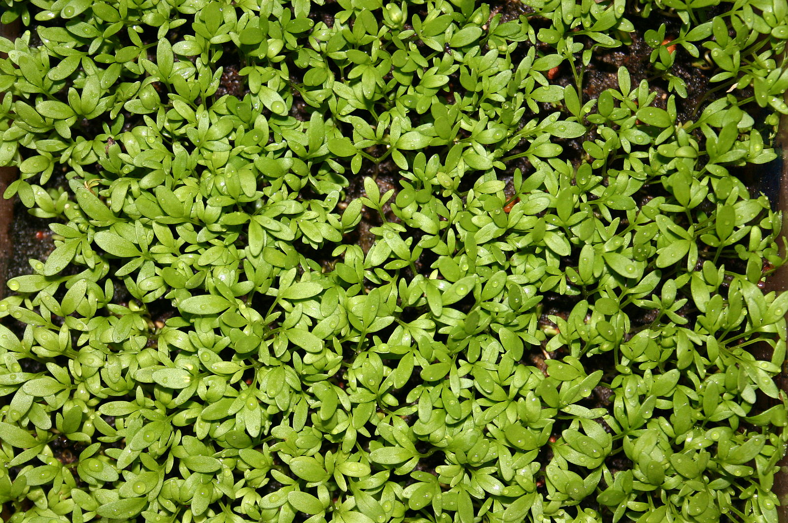 dutch garden seeds Dutch Broadleaf Cress – UJAMAA SEEDS