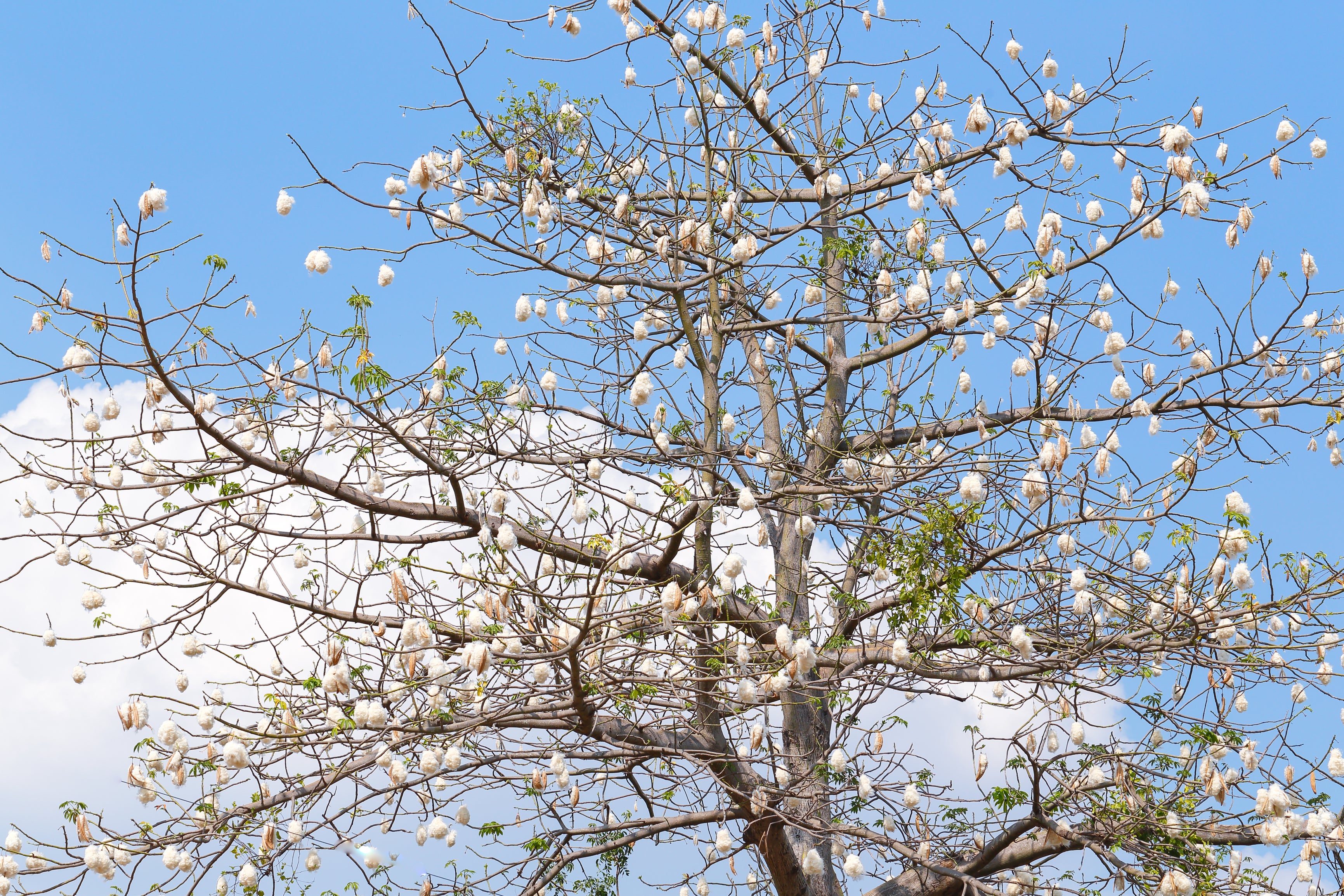 Ceiba (Kapok Tree) – UJAMAA SEEDS