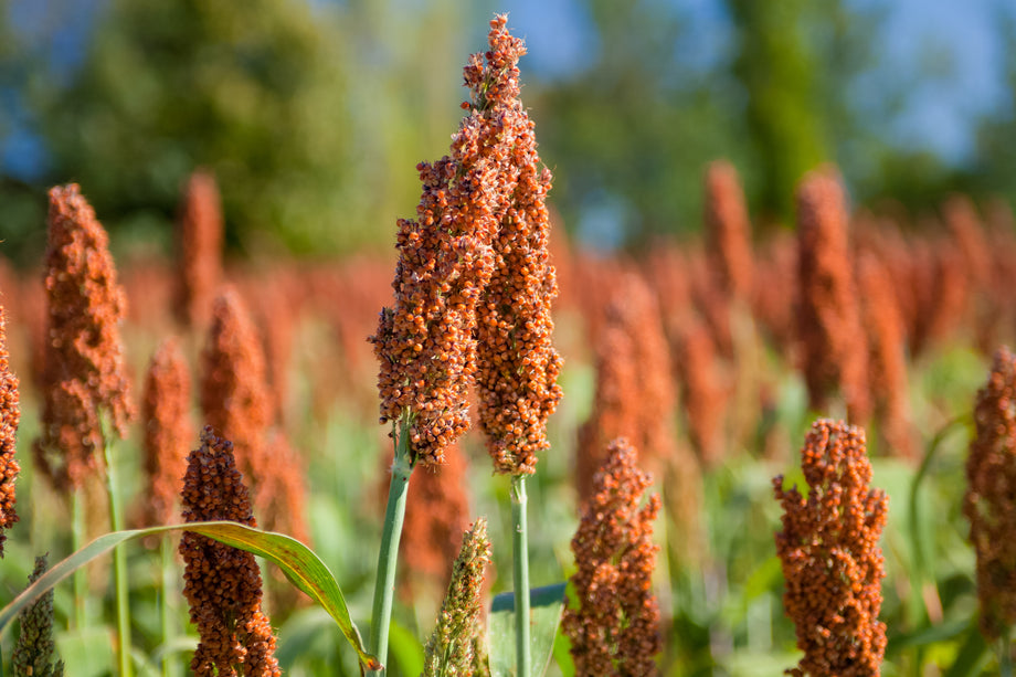 sweet sorghum seeds for planting Kawanda Sorghum – UJAMAA SEEDS