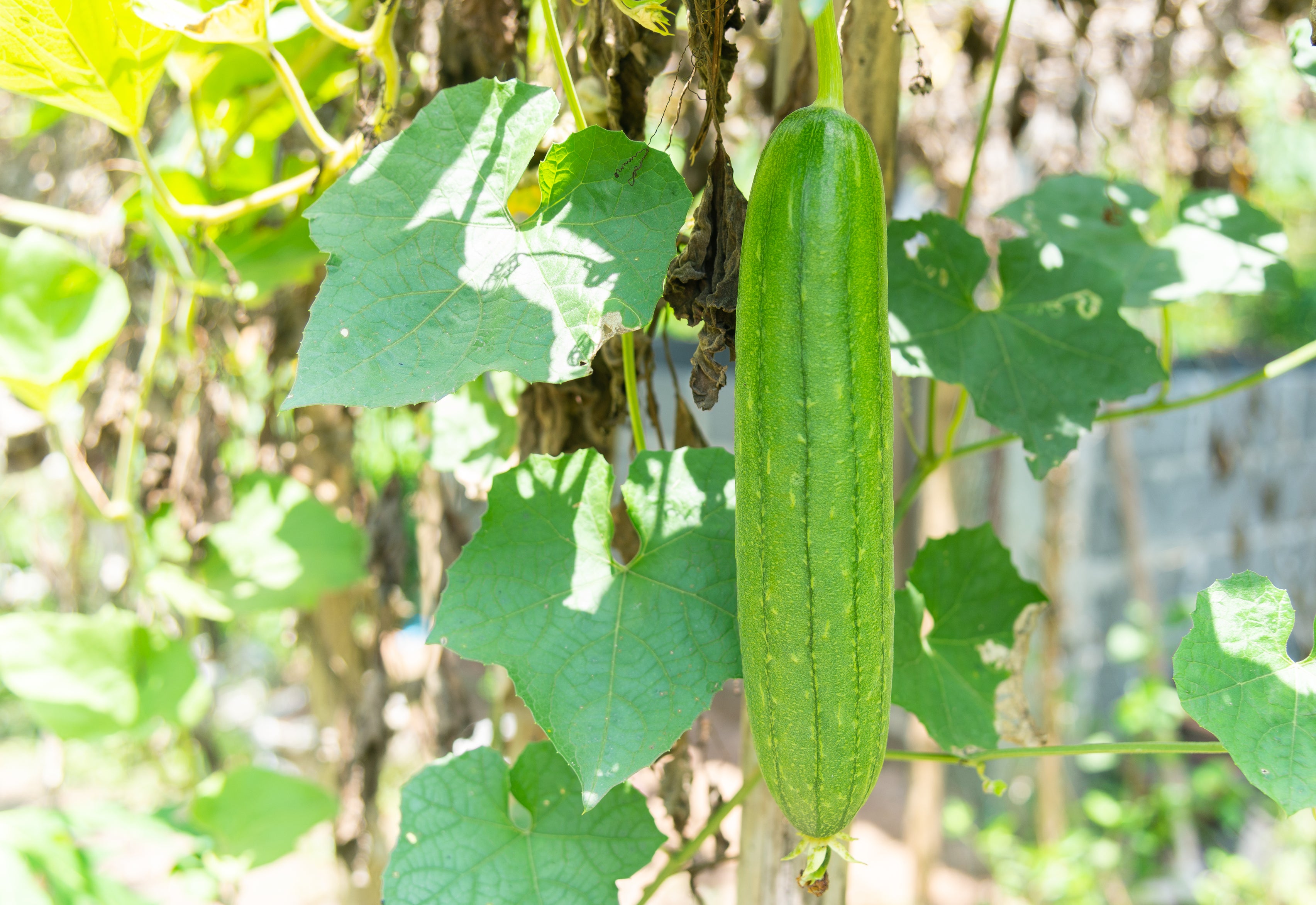 How to Cook Luffa Sponge Gourd How to Cook Luffa Sponge Gourd