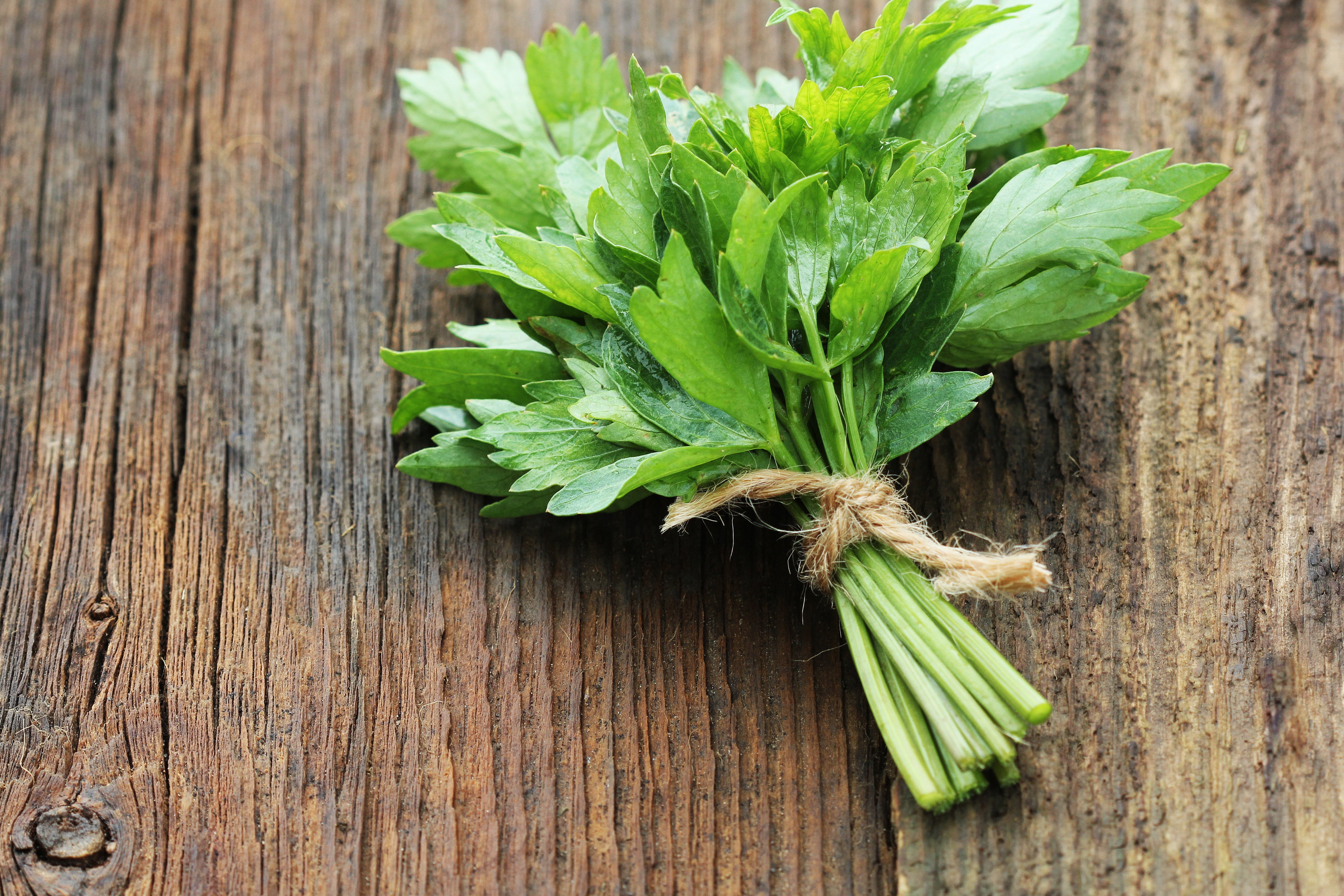 lovage plant seeds Lovage – UJAMAA SEEDS