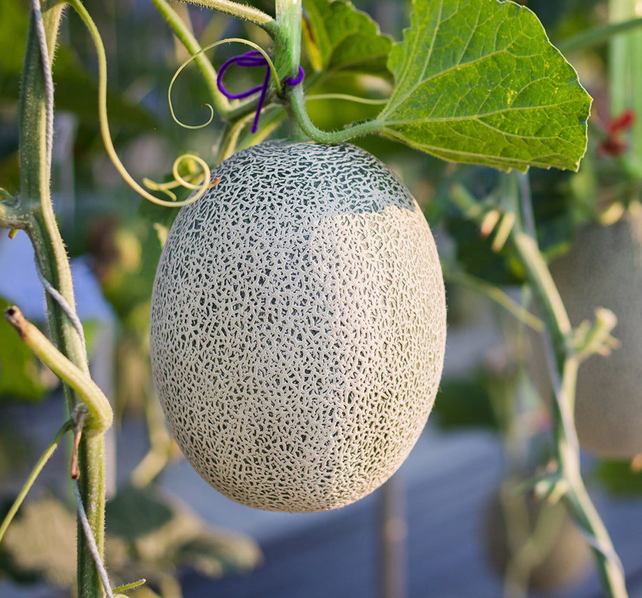 muskmelon seeds for planting Chilton Muskmelon – UJAMAA SEEDS