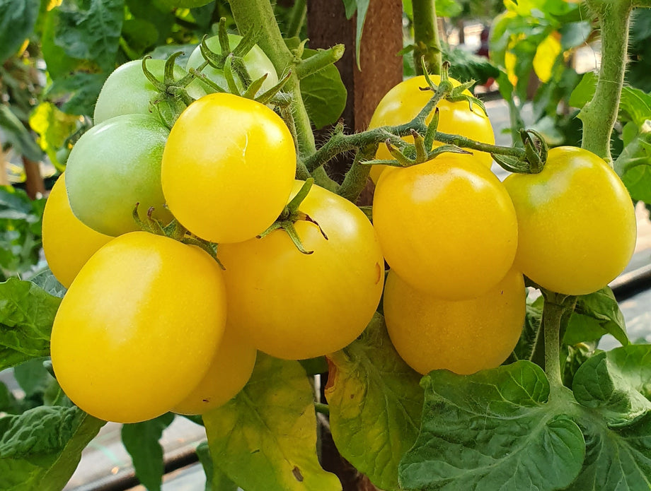 TOMATO　おまとめ商品 フレッシュトマト(12ヶ/パック)（*）（商品詳細）| 株式会社ドガ