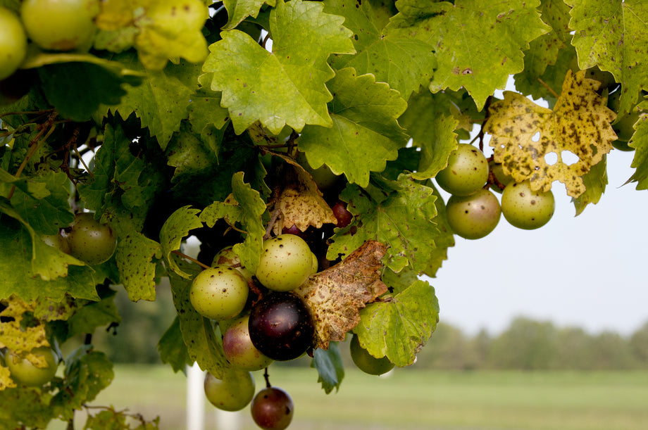 plant muscadine seeds Purple Muscadine – UJAMAA SEEDS