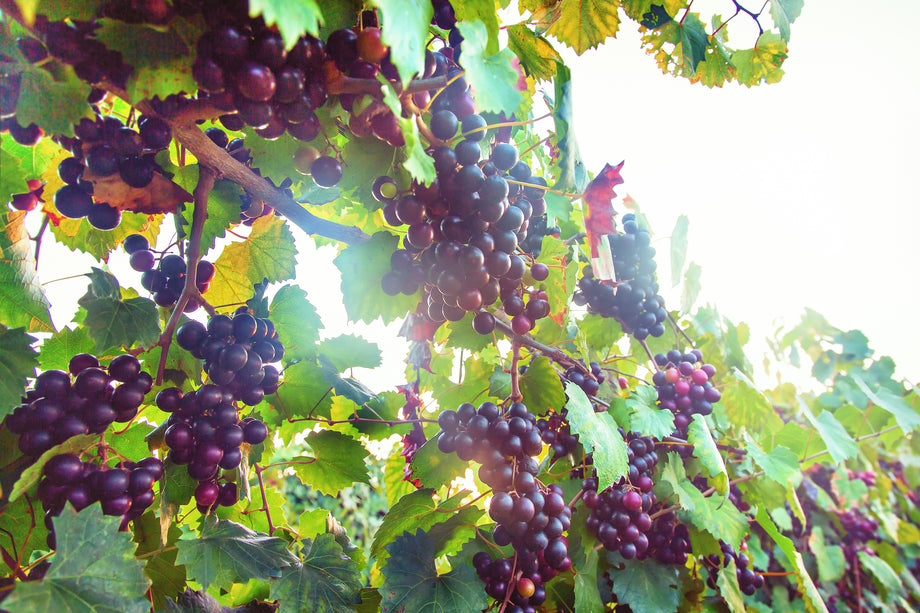 Muscadine_460x@2x.jpg?v=1674410230