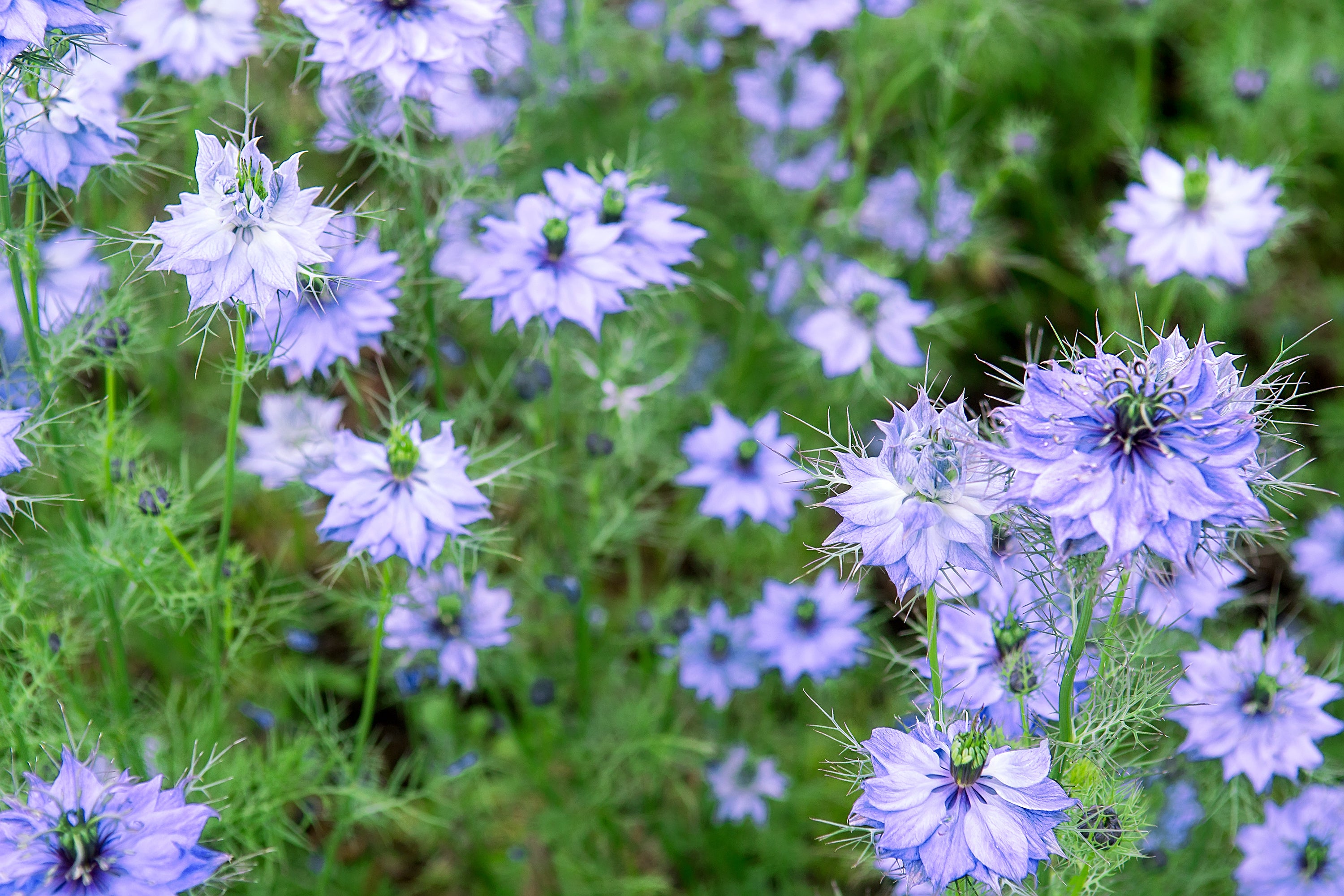cumin seeds plant photos Nigella (Black Cumin Seed) – UJAMAA SEEDS