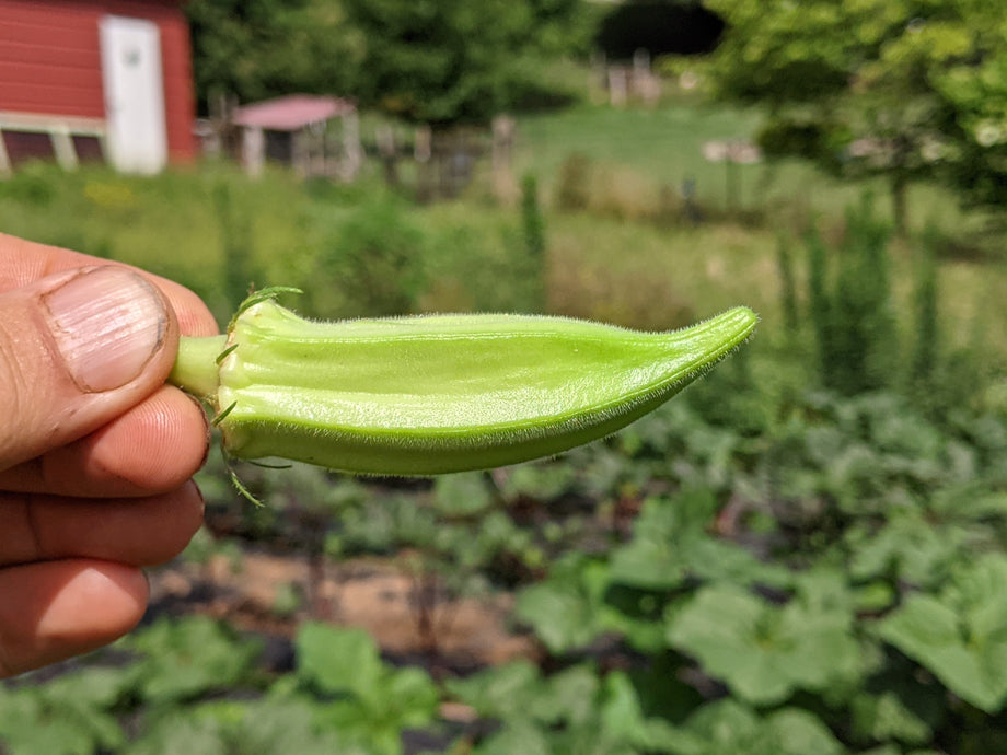 best okra seeds to plant Ultracross Okra – UJAMAA SEEDS