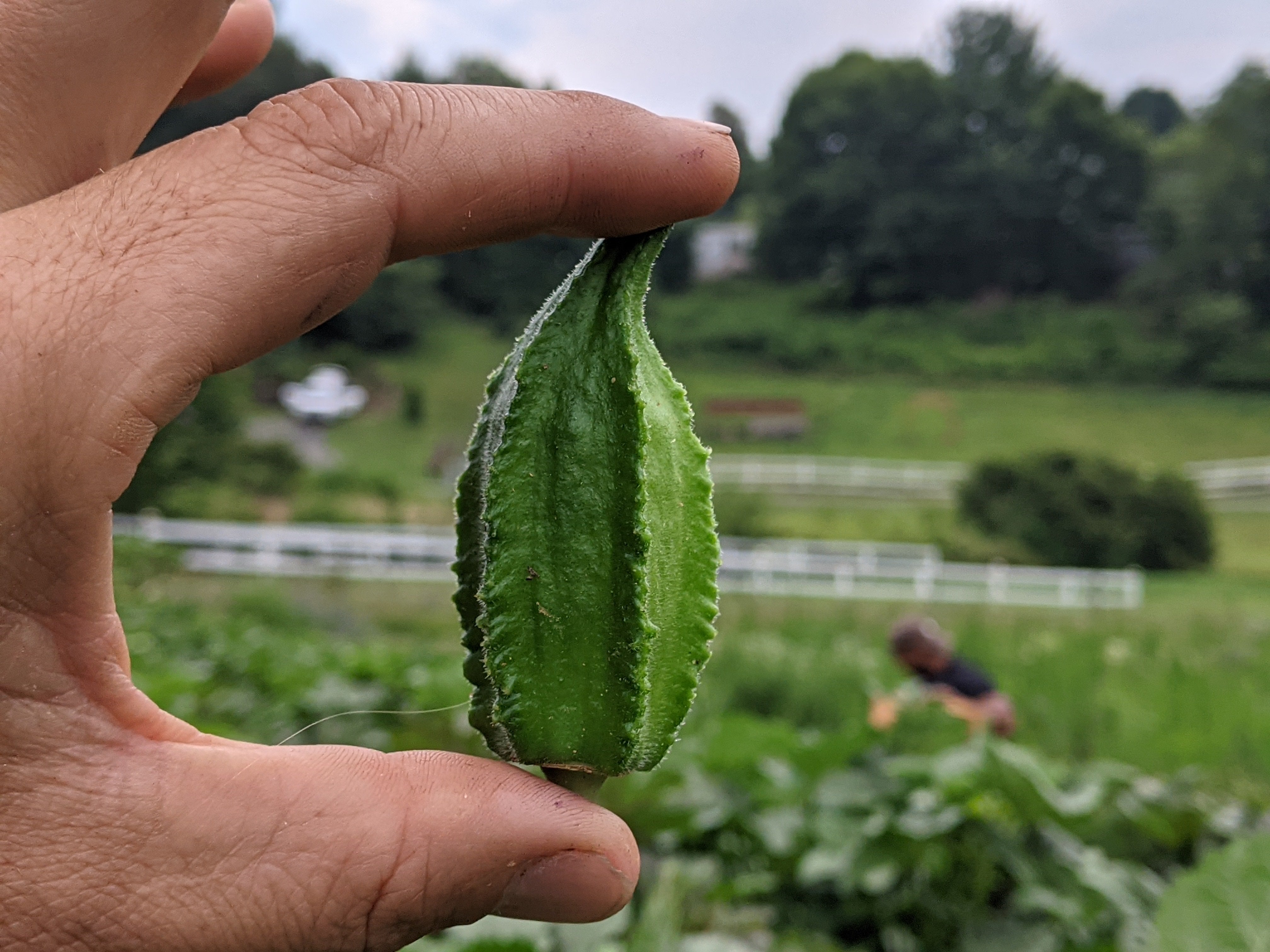best okra seeds to plant Ultracross Okra – UJAMAA SEEDS