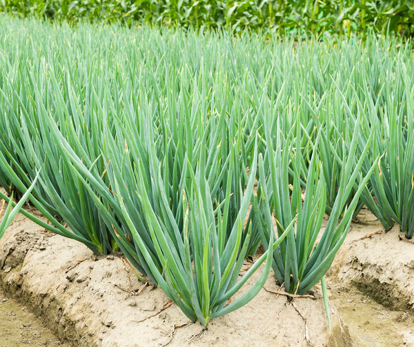 SCALLION, Flagpole – UJAMAA SEEDS