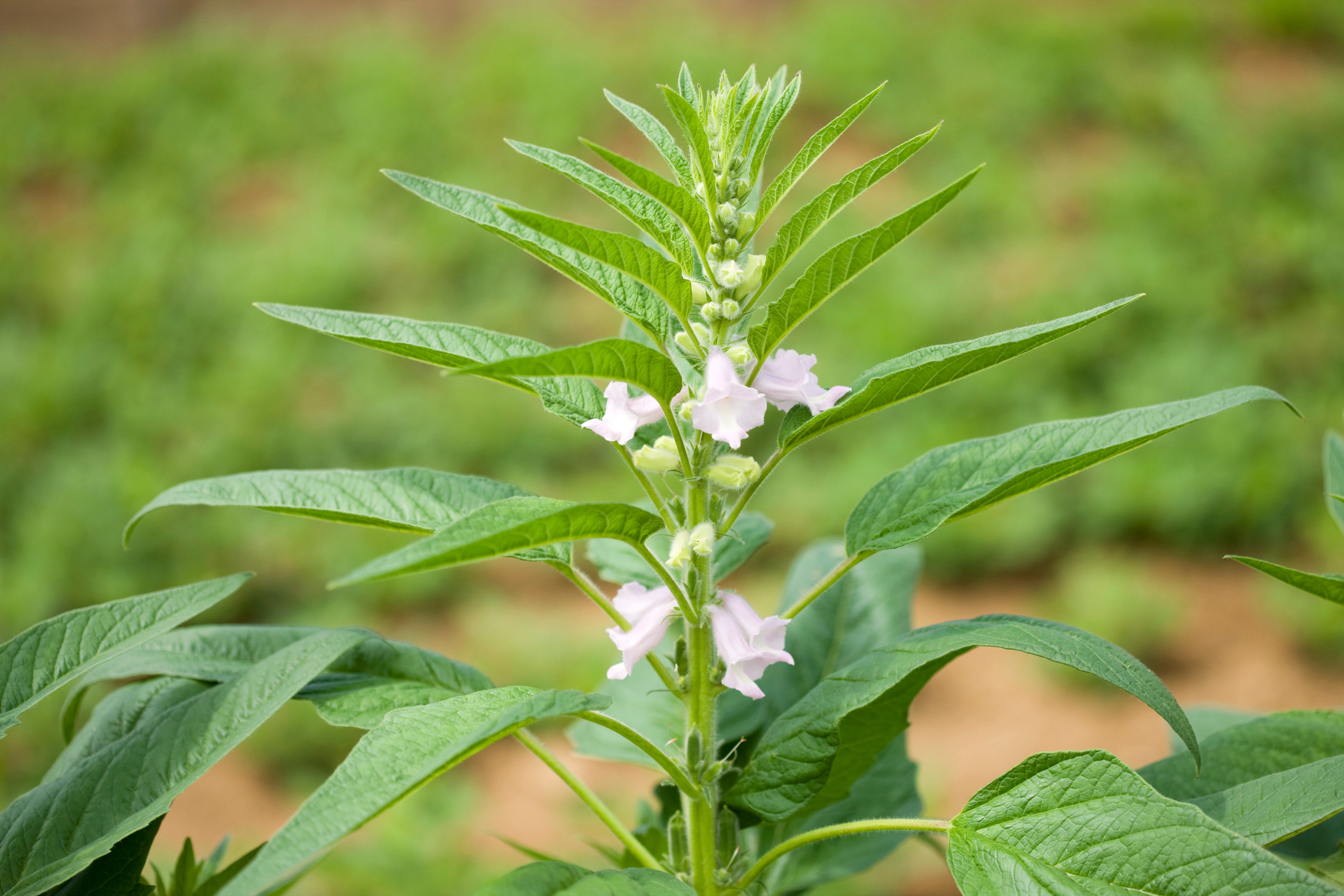 picture of sesame seed plant Benne (Sesame) – UJAMAA SEEDS