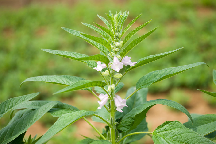 benne seeds for planting Benne (Sesame) – UJAMAA SEEDS