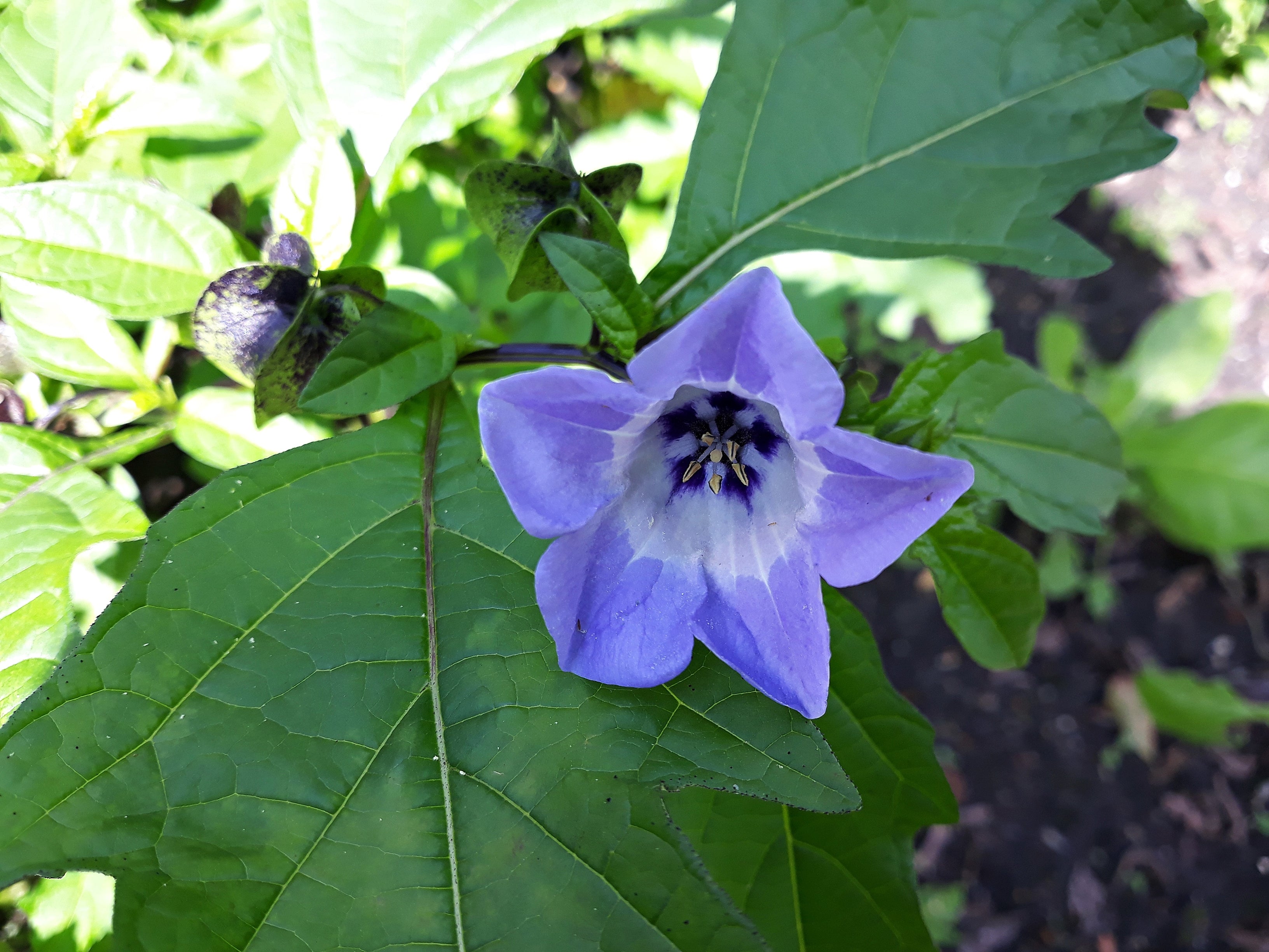 shoo fly plant seeds Shoo-fly Plant – UJAMAA SEEDS