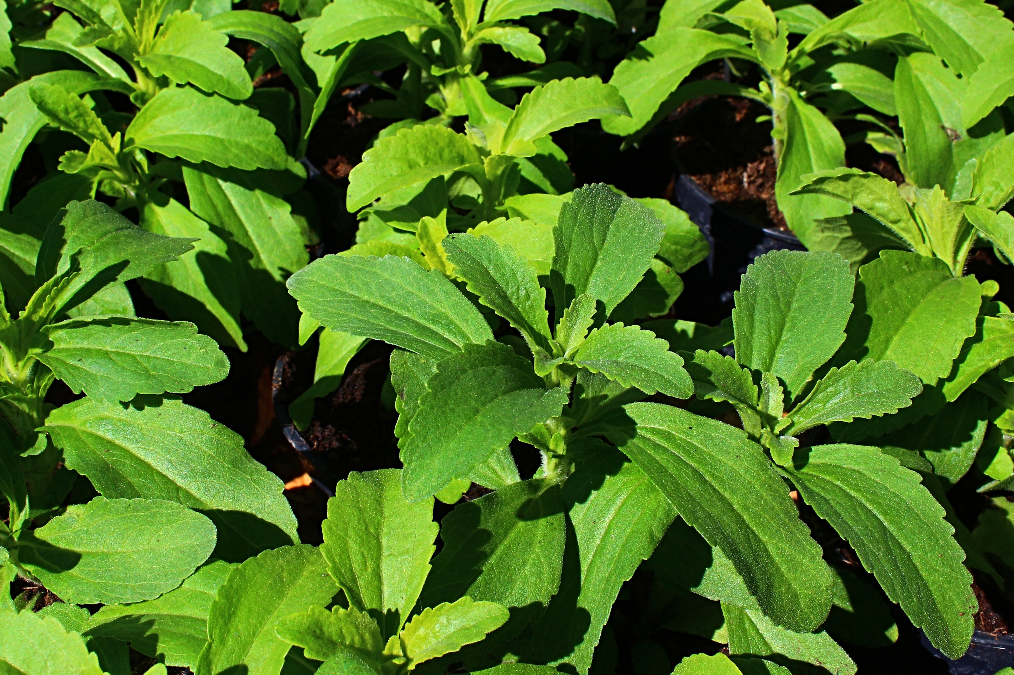 stevia plant seeds for sale Stevia – UJAMAA SEEDS