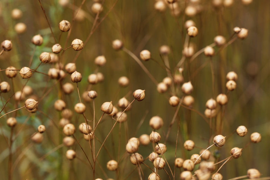 buy flax seeds for planting Sussex Flax – UJAMAA SEEDS