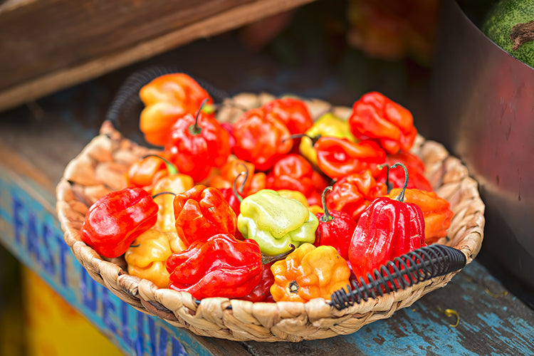 https://ujamaaseeds.com/cdn/shop/products/ScotchBonnet.jpg?v=1645757631&utm_source=chatgpt.com