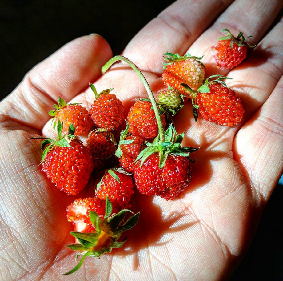 where to buy wild strawberry seeds WILD STRAWBERRY, Virginia Strawberry – UJAMAA SEEDS