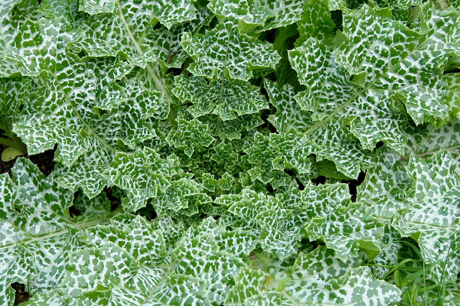milk thistle seeds for planting Milk Thistle – UJAMAA SEEDS