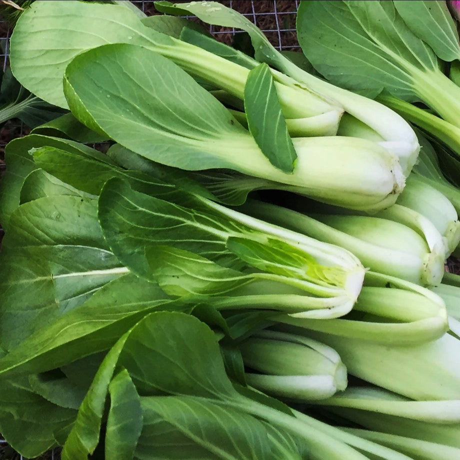 Shanghai Baby Bok Choi – UJAMAA SEEDS