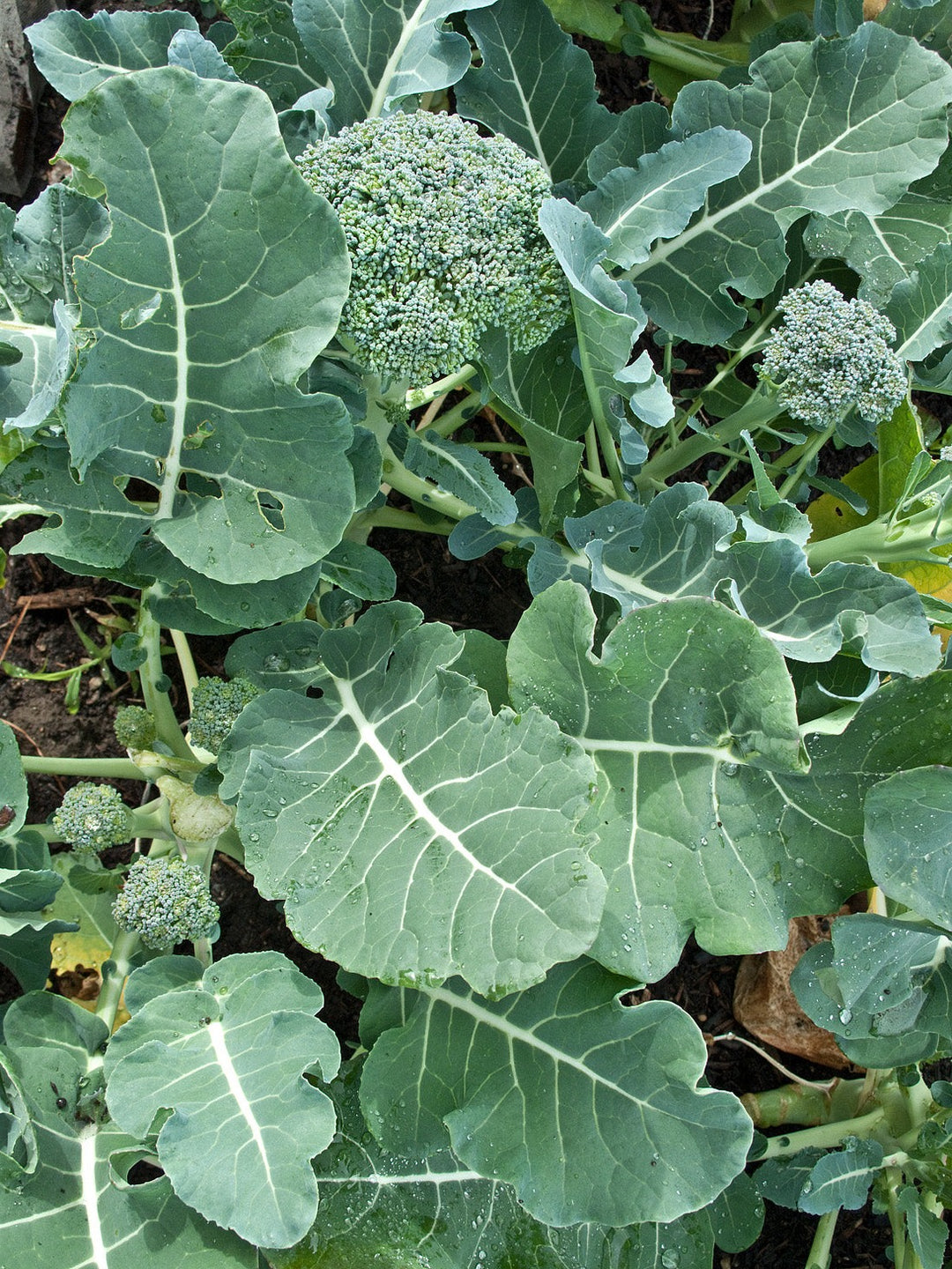 BROCCOLI, De Cicco UJAMAA SEEDS