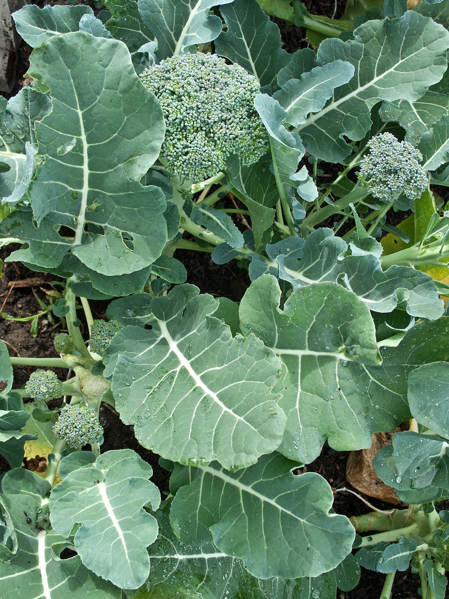 BROCCOLI, De Cicco – UJAMAA SEEDS