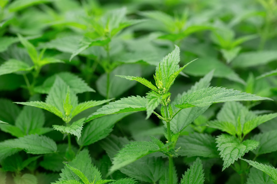 nettle seed plant Stinging Nettle – UJAMAA SEEDS