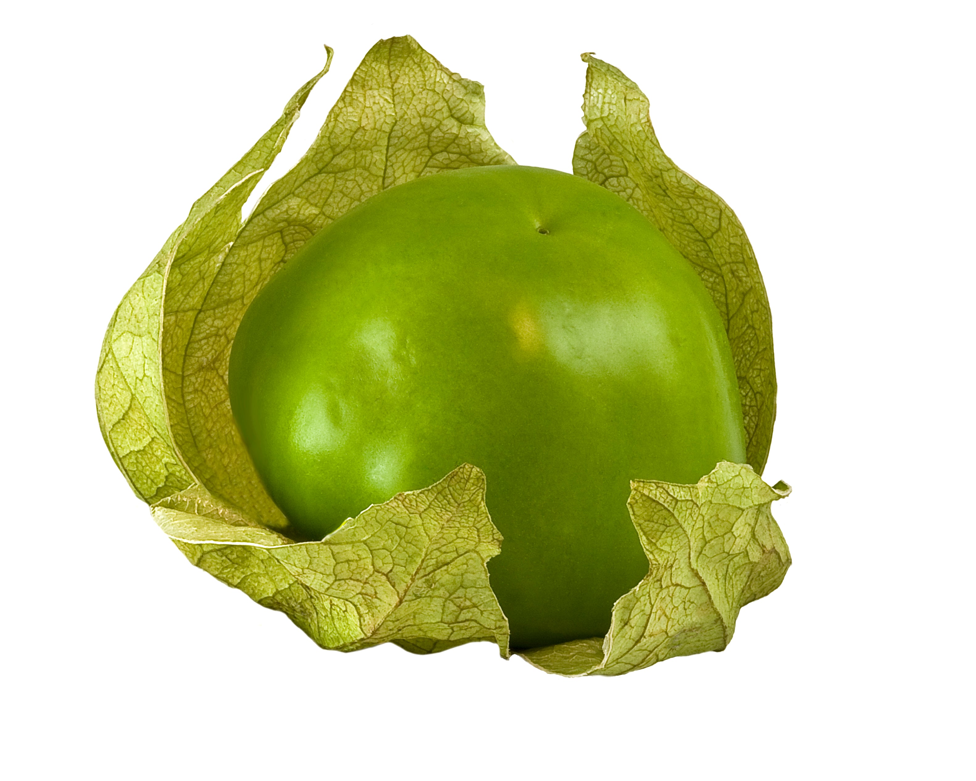 TOMATILLO, Everona Large Green