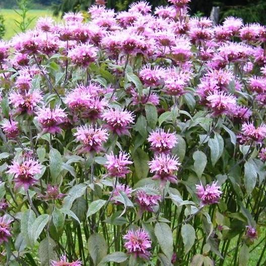 planting wild bergamot seeds Wild Bergamot (Bee Balm) – UJAMAA SEEDS
