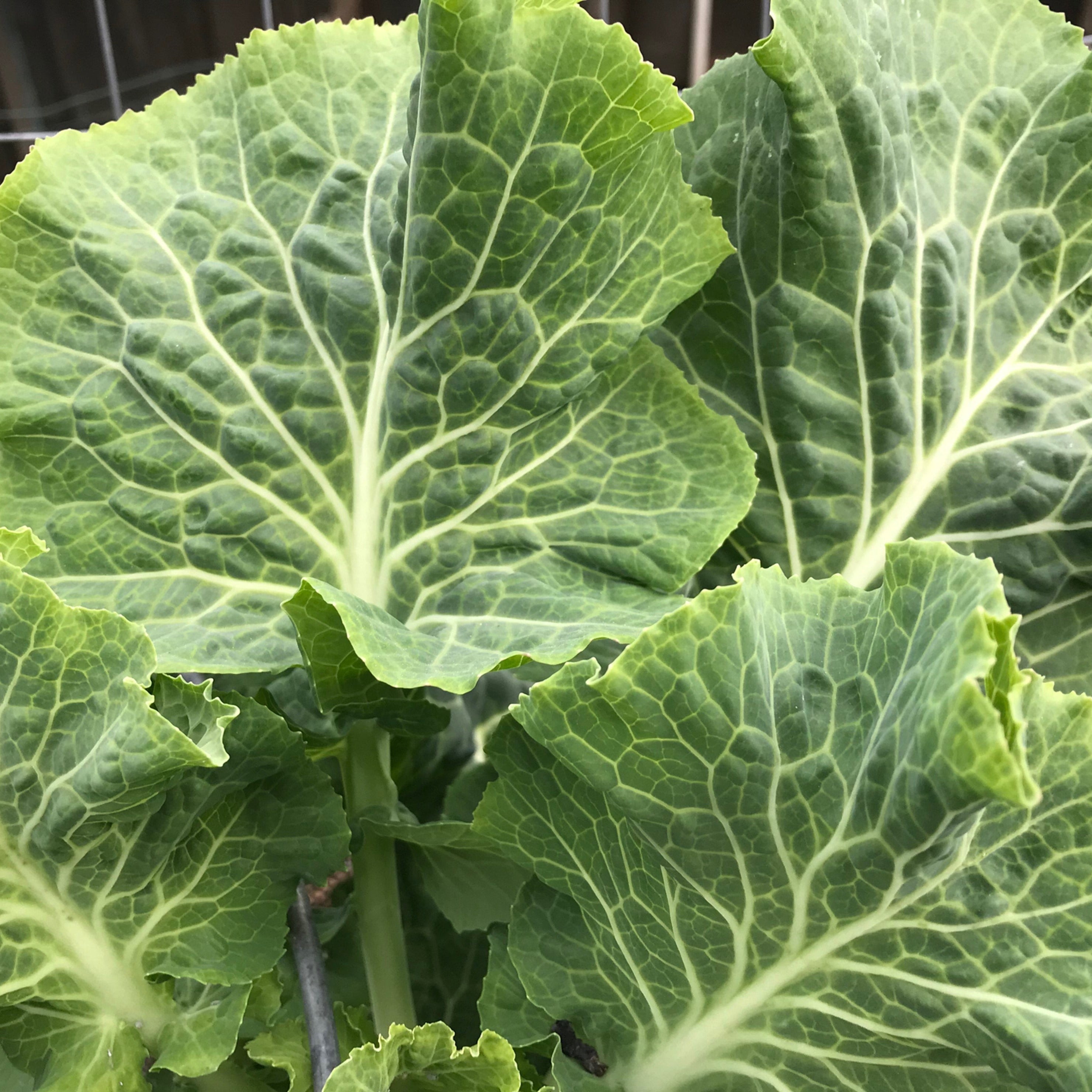Georgia Collards Cabbage Variety Spotlight: Collard Greens | Happy