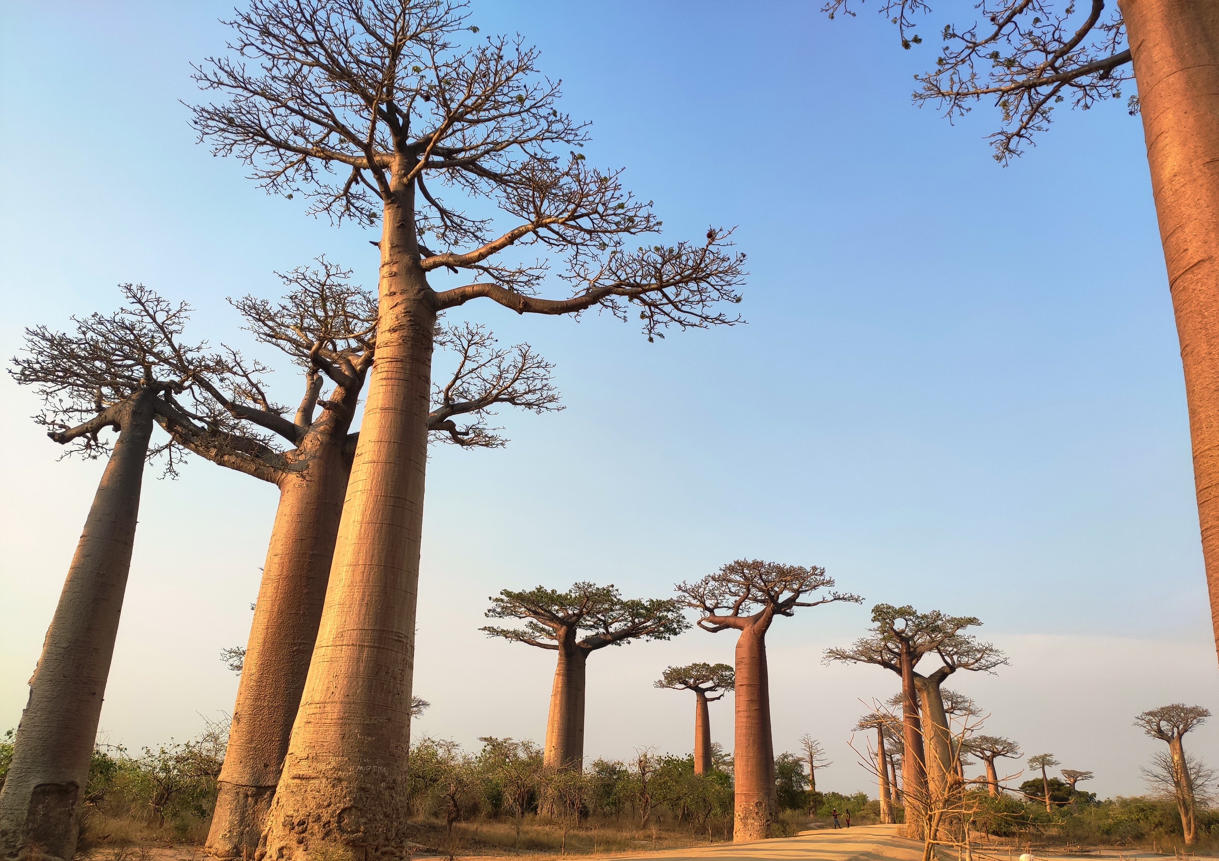 TREE, BAOBAB