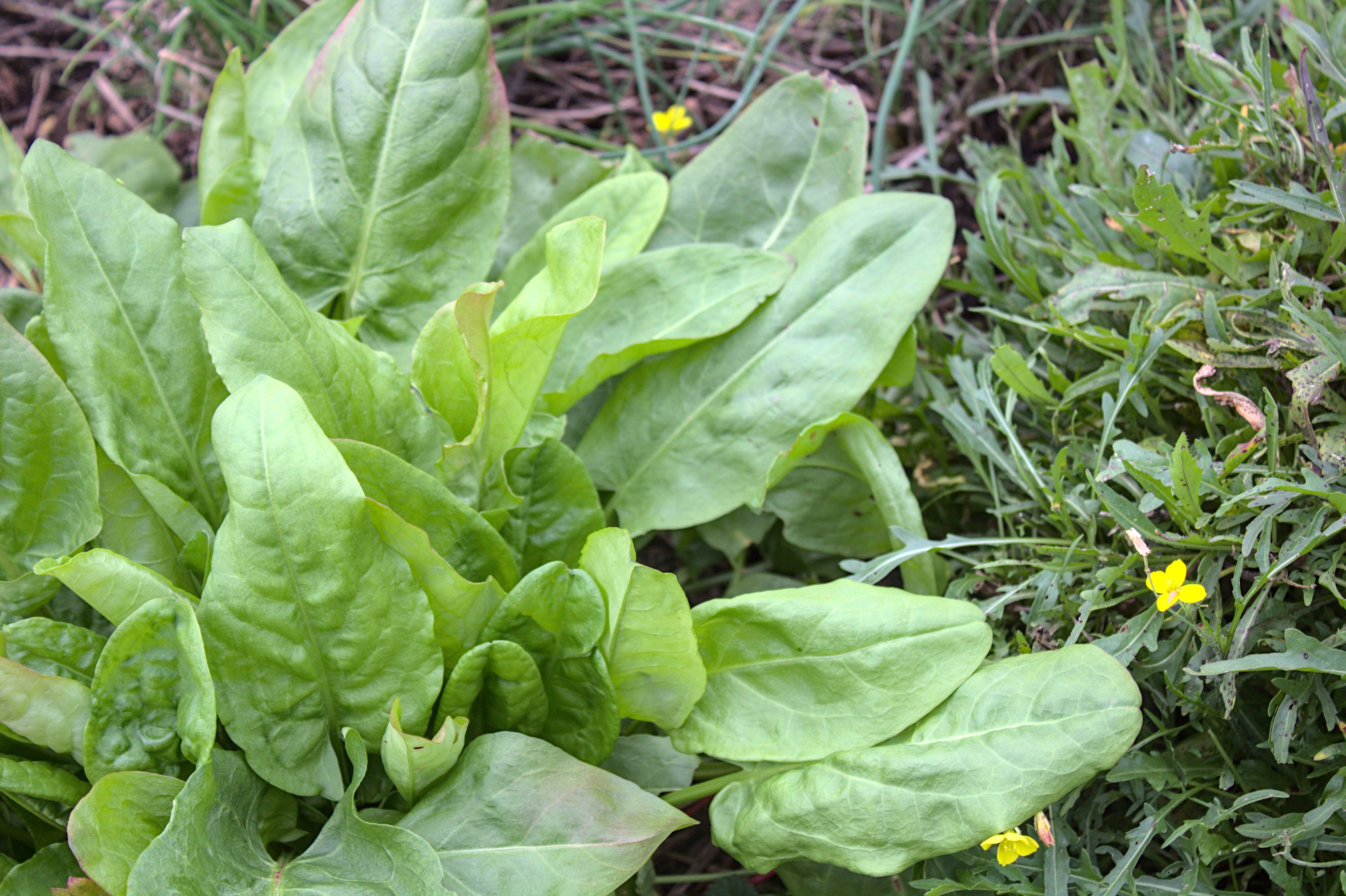 garden sorrel seeds Garden Sorrel – UJAMAA SEEDS