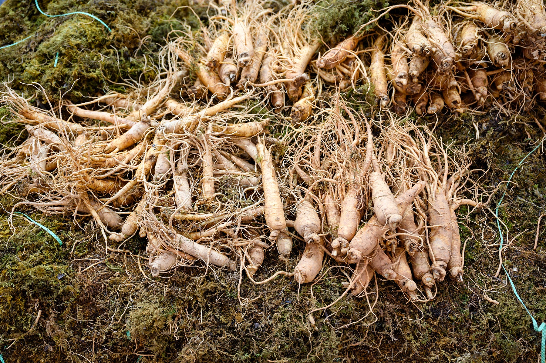 where to buy ginseng seeds for planting Chinese Ginseng – UJAMAA SEEDS