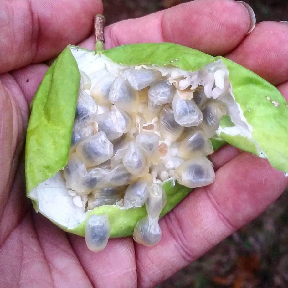 planting maypop seeds VINE, PASSION FRUIT, Northern Maypop – UJAMAA SEEDS