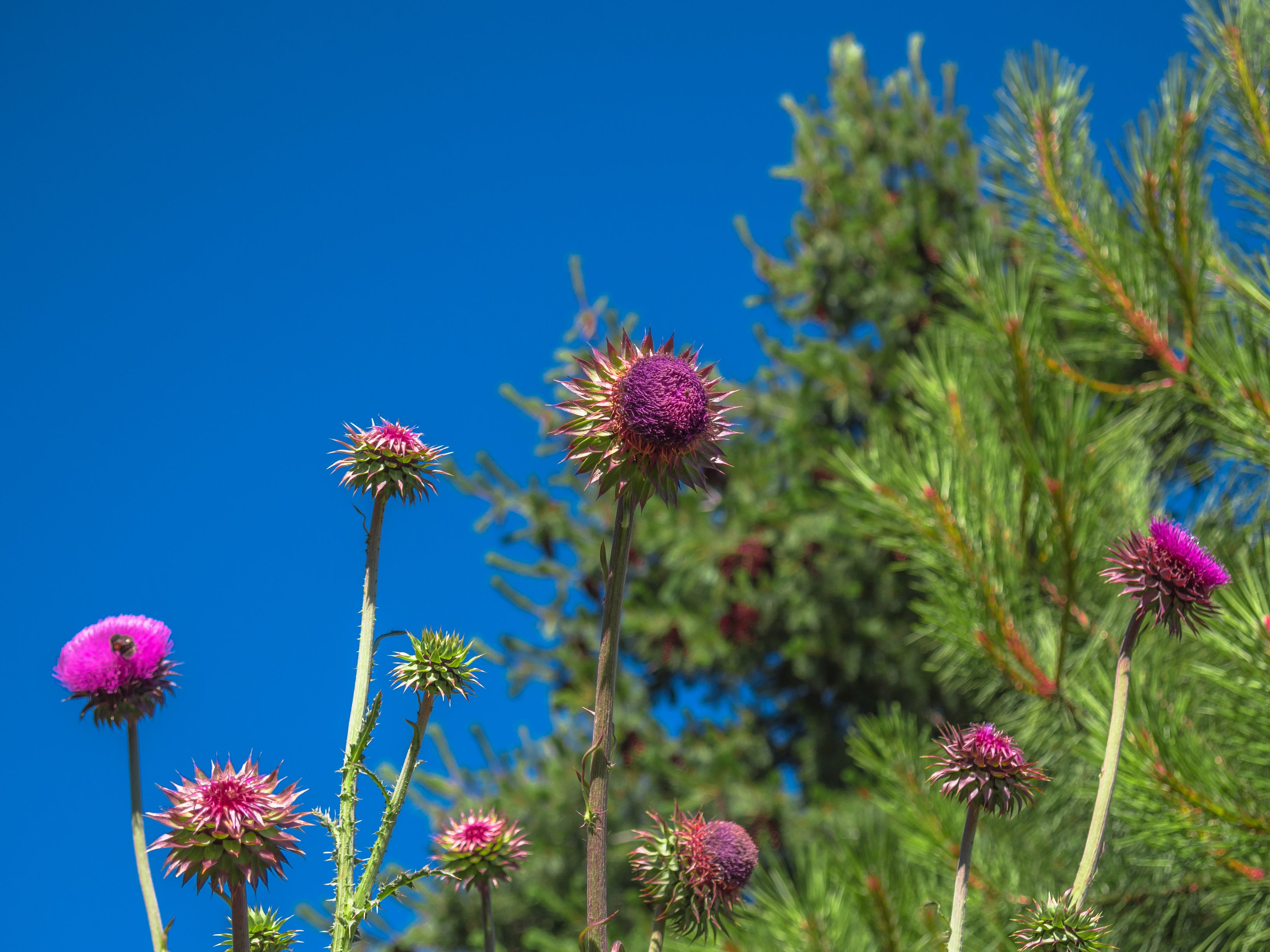 planting milk thistle seeds Milk Thistle – UJAMAA SEEDS