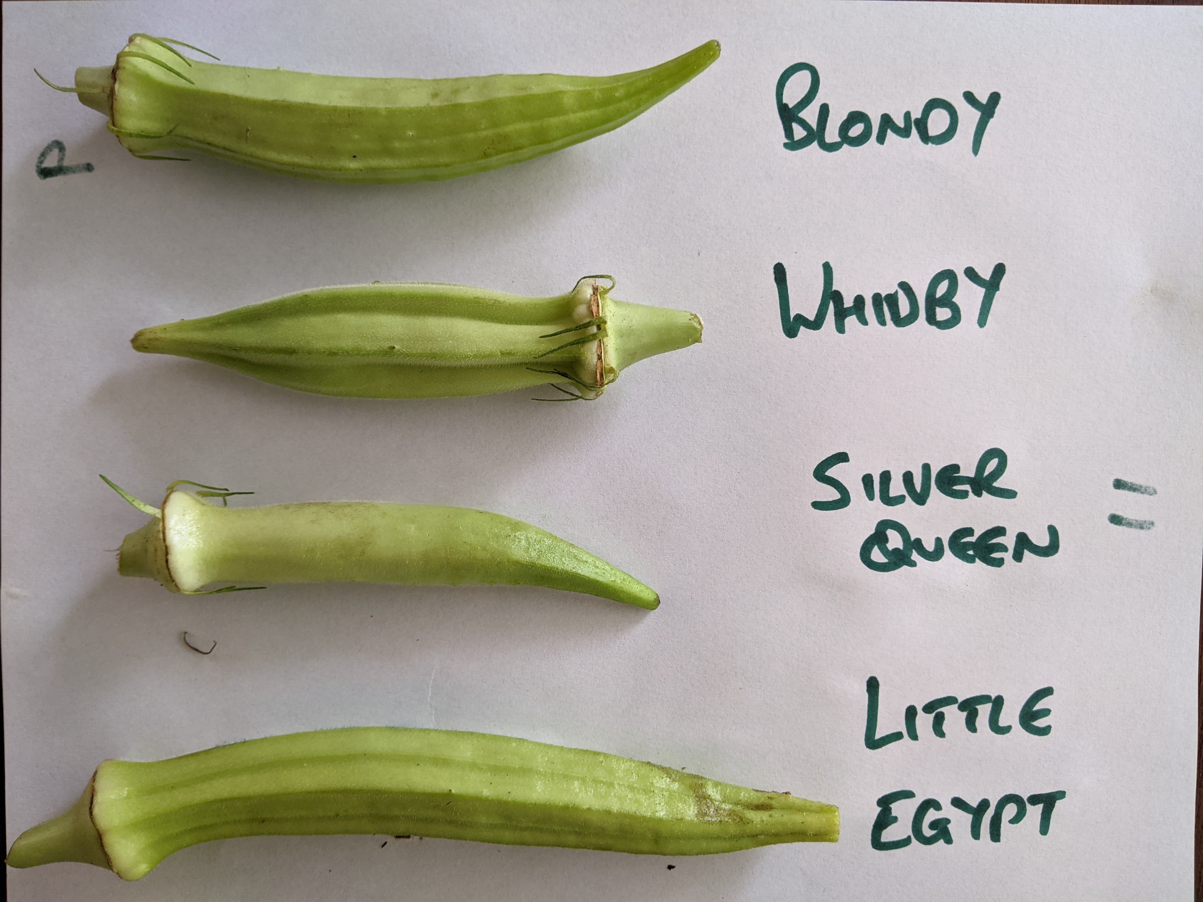 best okra seeds to plant Ultracross Okra – UJAMAA SEEDS