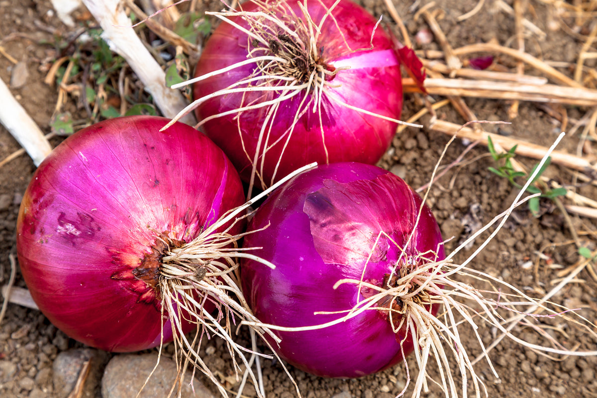 Red Creole Onion – UJAMAA SEEDS